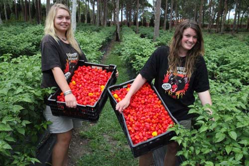 xuat khau lao dong uc